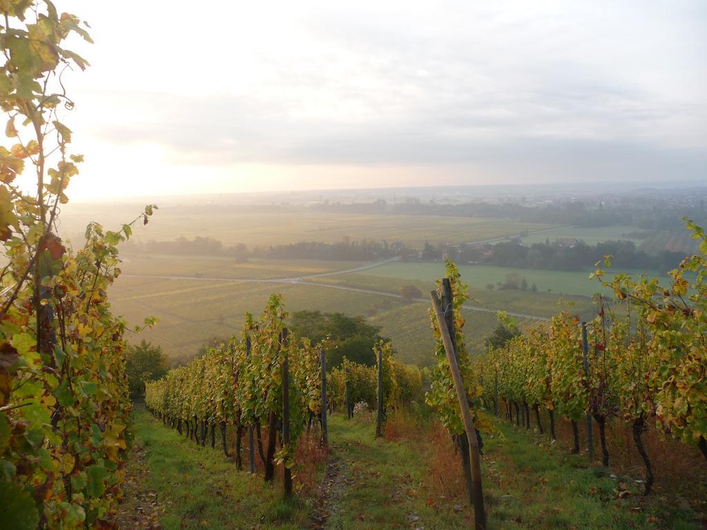 Vignobles Frey-Sohler Apartman Scherwiller Kültér fotó