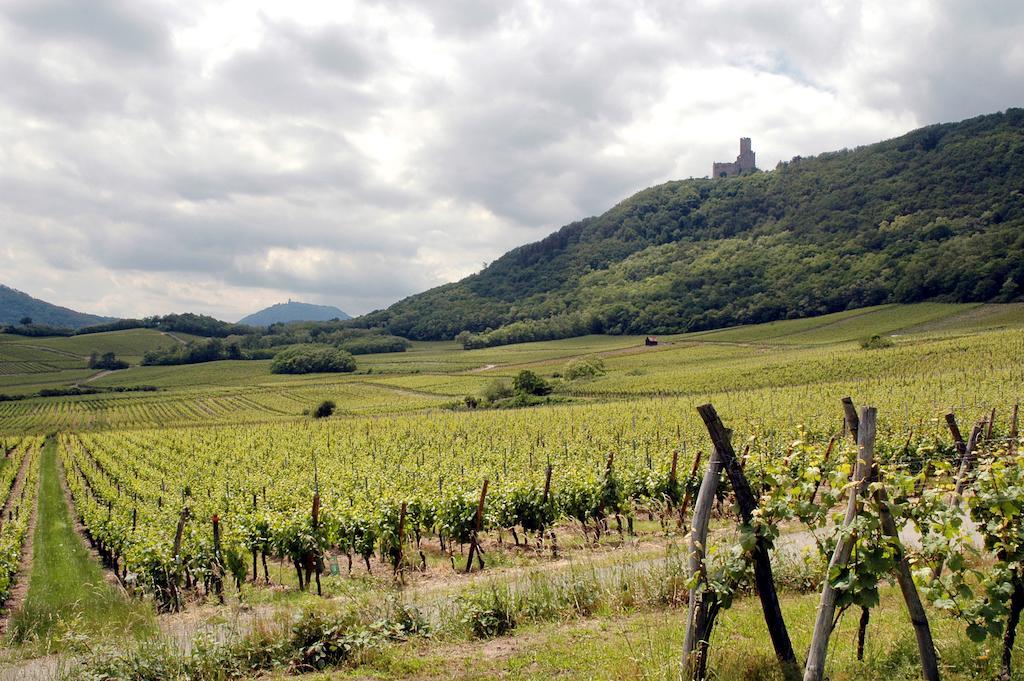 Vignobles Frey-Sohler Apartman Scherwiller Kültér fotó